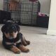 Rottweiler Puppies for sale in Greensboro, NC, USA. price: $350