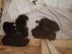 Rottweiler Puppies for sale in Farmington, MN, USA. price: $1,500