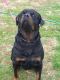 Rottweiler Puppies for sale in Waverly, OH 45690, USA. price: NA