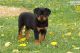 Rottweiler Puppies for sale in Cunningham, TN 37052, USA. price: $450