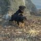 Rottweiler Puppies for sale in Des Moines, IA, USA. price: $900