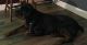 Rottweiler Puppies for sale in Wadsworth, OH 44281, USA. price: NA