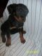 Rottweiler Puppies for sale in Yreka, CA 96097, USA. price: NA