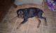 Rottweiler Puppies for sale in Myrtle Beach, SC 29588, USA. price: NA