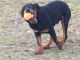 Rottweiler Puppies for sale in Davenport, FL, USA. price: NA