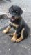 Rottweiler Puppies for sale in Belleview, FL, USA. price: $900