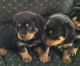 Rottweiler Puppies for sale in Idaho Falls, ID, USA. price: NA