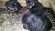 Rottweiler Puppies for sale in New Haven, IN, USA. price: NA
