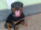 Rottweiler Puppies for sale in Kottayam, Kerala, India. price: 19999 INR