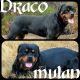 Rottweiler Puppies for sale in Harrah, OK, USA. price: $1,500
