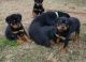 Rottweiler Puppies for sale in Denver, CO 80290, USA. price: NA