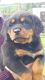 Rottweiler Puppies for sale in Matawan, NJ 07747, USA. price: NA