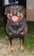 Rottweiler Puppies for sale in Bakersfield, CA, USA. price: NA