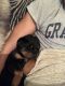 Rottweiler Puppies for sale in SC-14, Fountain Inn, SC 29644, USA. price: $500