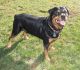 Rottweiler Puppies for sale in Mooresville, IN, USA. price: $650