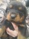 Rottweiler Puppies for sale in Jacksonville, NC, USA. price: NA