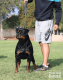Rottweiler Puppies for sale in Riverside, CA 92509, USA. price: $2,500