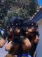Rottweiler Puppies for sale in Palmdale, CA, USA. price: NA