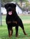 Rottweiler Puppies for sale in Los Angeles, CA 90011, USA. price: NA