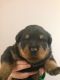 Rottweiler Puppies for sale in Addison, TX, USA. price: NA