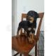 Rottweiler Puppies for sale in Lufkin, TX, USA. price: NA