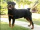 Rottweiler Puppies for sale in Downingtown, PA 19335, USA. price: $900