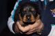 Rottweiler Puppies for sale in NV-159, Las Vegas, NV, USA. price: NA