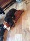 Rottweiler Puppies for sale in Ohio City, Cleveland, OH, USA. price: NA