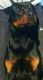 Rottweiler Puppies for sale in Polk City, FL 33868, USA. price: NA