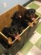 Rottweiler Puppies for sale in Texas Ave, Houston, TX, USA. price: NA