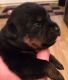 Rottweiler Puppies for sale in Southfield, MI, USA. price: $400