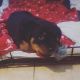 Rottweiler Puppies for sale in Southfield, MI, USA. price: $300