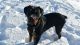 Rottweiler Puppies for sale in 7805 S Wayne St, Hamilton, IN 46742, USA. price: NA