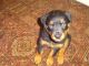 Rottweiler Puppies for sale in Kentucky Dam, Gilbertsville, KY 42044, USA. price: NA