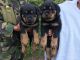 Rottweiler Puppies for sale in Montgomery, AL, USA. price: NA