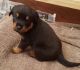Rottweiler Puppies for sale in Youngsville, LA, USA. price: NA