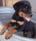Rottweiler Puppies for sale in Casa Grande, AZ 85122, USA. price: NA