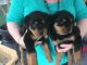 Rottweiler Puppies for sale in Pasadena, CA 91101, USA. price: NA