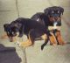 Rottweiler Puppies for sale in OR-99W, McMinnville, OR 97128, USA. price: NA