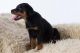 Rottweiler Puppies for sale in Maryland Ave, Rockville, MD 20850, USA. price: NA