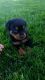 Rottweiler Puppies for sale in Loogootee, IN 47553, USA. price: NA