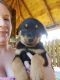 Rottweiler Puppies for sale in Staunton, VA 24401, USA. price: $450