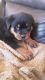 Rottweiler Puppies for sale in Ghent, NY, USA. price: NA