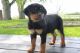 Rottweiler Puppies for sale in Canton, OH, USA. price: NA