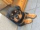 Rottweiler Puppies for sale in 340 S 600 W, Salt Lake City, UT 84101, USA. price: $400