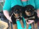 Rottweiler Puppies for sale in 340 S 600 W, Salt Lake City, UT 84101, USA. price: $400