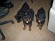 Rottweiler Puppies for sale in West Chicago, IL, USA. price: NA