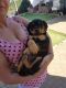 Rottweiler Puppies for sale in Atlanta Hwy, Montgomery, AL, USA. price: NA