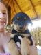 Rottweiler Puppies for sale in Philadelphia, PA 19153, USA. price: $400