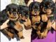 Rottweiler Puppies for sale in Klamath Falls, OR, OR, USA. price: NA